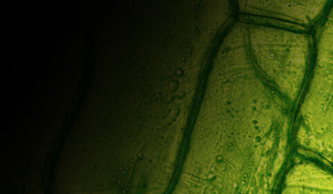 Antioxidant